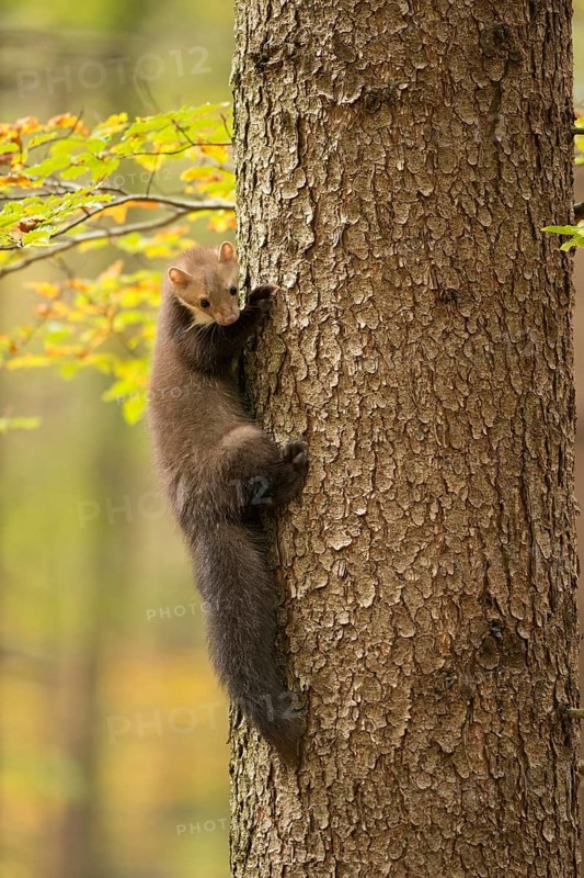 Climbing marten... Stone marten (Martes foina) climbs up a tree like a marten, pauses for a moment, looks down, funny picture of marten in autumn atmosphere, autumn mood, golden October, wildlife, native nature, animal world, Germany