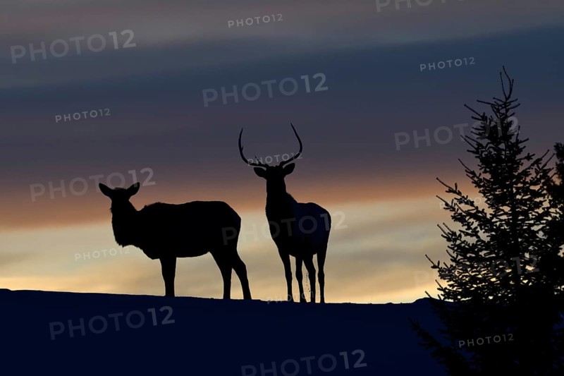Deer, Wapitis (Cervus canadensis), North American deer, pair on a small hill, hilltop, silhouette against the evening sky after sunset, a day comes to an end, backlit photograph, Yellowstone NP, Wyoming, USA