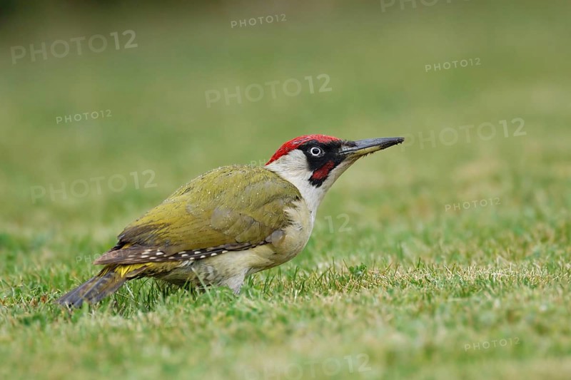 Rainy wet... Green woodpecker (Picus viridis), also known as the pileated woodpecker, looking for ants in a lawn, foraging on the ground, native fauna, wildlife, North Rhine-Westphalia, Germany