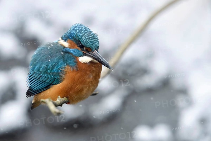 In the freezing cold... Kingfisher (Alcedo atthis) sits on a branch above the water in winter during snowfall with thickly fluffed up plumage to hunt, late onset of winter, many kingfishers starve to death when waters freeze over, wildlife, North Rhine-Westphalia, Germany