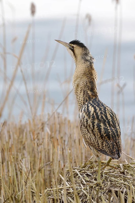 Bittern (Botaurus stellaris), adult bird in winter, climbing on a pile of sedge, reed grass, standing exposed on a small hill, reed mound, observing the surroundings, rare observation, native birdlife, wildlife, wildlife