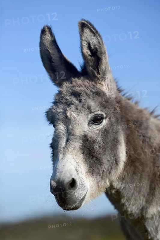 Grey donkey... Donkey (Equus asinus), domestic donkey, head portrait, also suitable for herd protection against wolves or as a therapy donkey for animal-assisted therapies, Germany