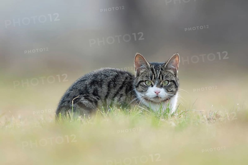 Naturally wild... Domestic cat (Felis silvestris catus), feral domestic cat, free-roaming domestic cat looks into the camera with a penetrating gaze, native nature, wildlife, North Rhine-Westphalia, Germany