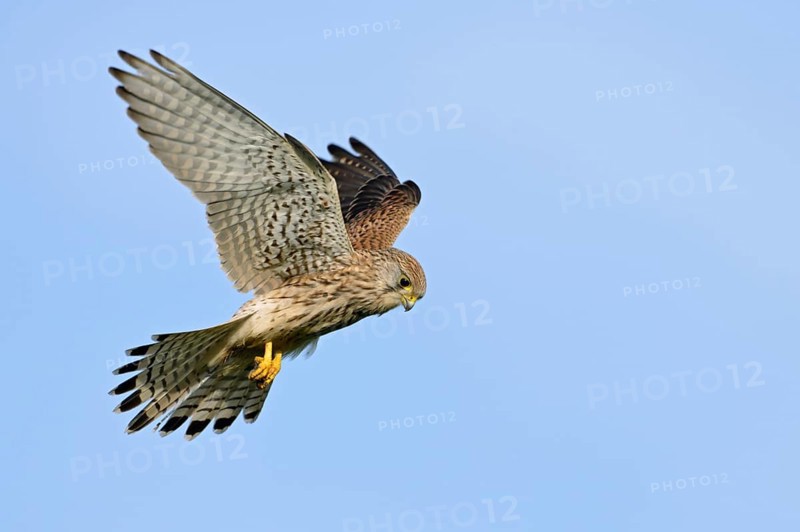 Shaking... Kestrel (Falco tinnunculus), also known as Rüttelfalke, relatively small, relatively common native bird of prey stands in the air, flies on the spot, hunts mice, wildlife, native nature, animal world, Germany