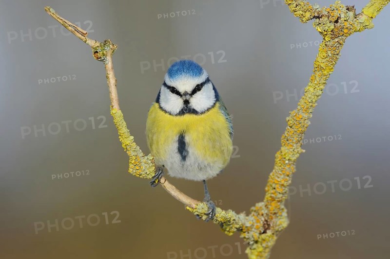 Eye contact... Blue tit (Cyanistes caeruleus) looking directly into the camera, funny picture, well-known, generally common, beautiful little songbird, next to the great tit the most common tit, with us all year round, frequent and popular guest at winter feedings, wildlife, North Rhine-Westphalia, Germany
