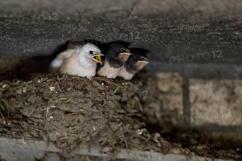 Barn Swallows (Hirundo rustica), begging chicks in nest, almost fledged, one with white plumage (gene defect), leucistic, leucism, Europe, nature, wildlife, North Rhine-Westphalia, Germany, Europe, in their natural nest made of clay and dung in an open cowshed, one of the young birds is white, gene defect, leucism, Europe