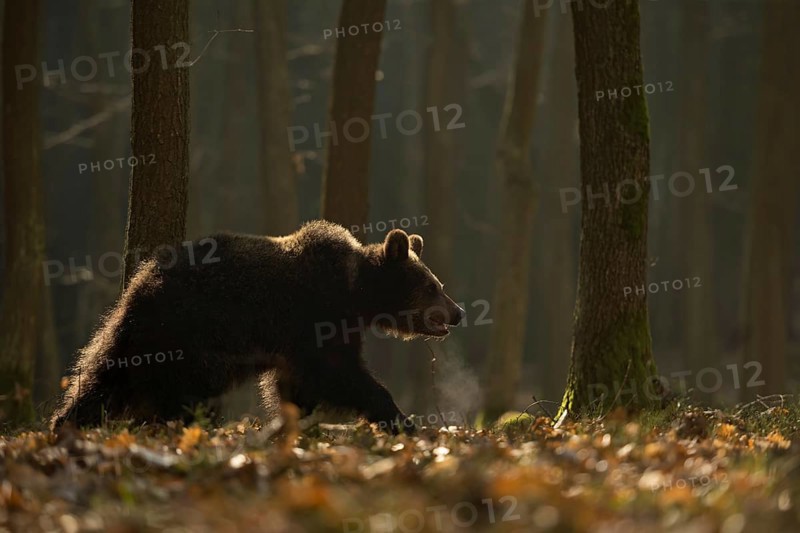 European brown bear (Ursus arctos) running, roaming in early morning light, backlight, through a forest, visible breath cloud, native wildlife, nature