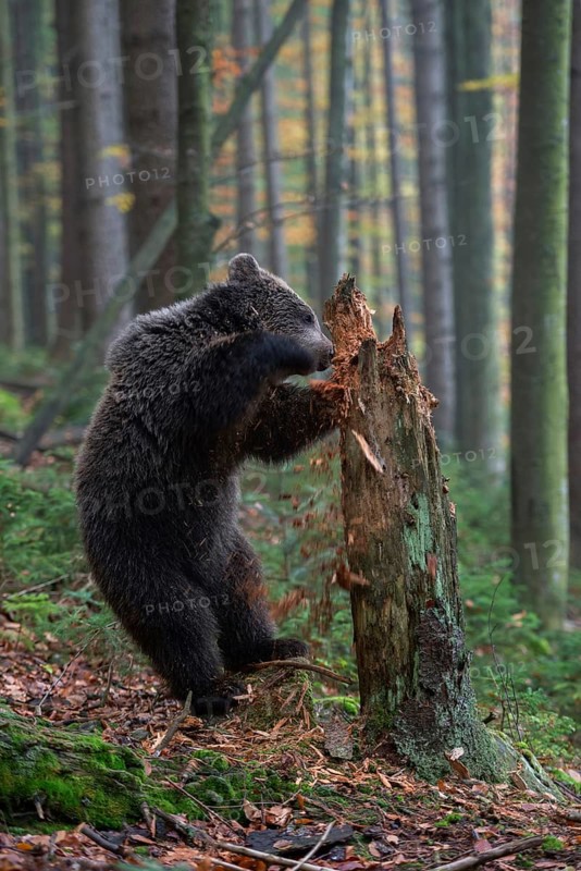 Where brute force reigns... European brown bear (Ursus arctos), young bear smashes a rotten tree trunk in search of food, funny picture, local wildlife, nature