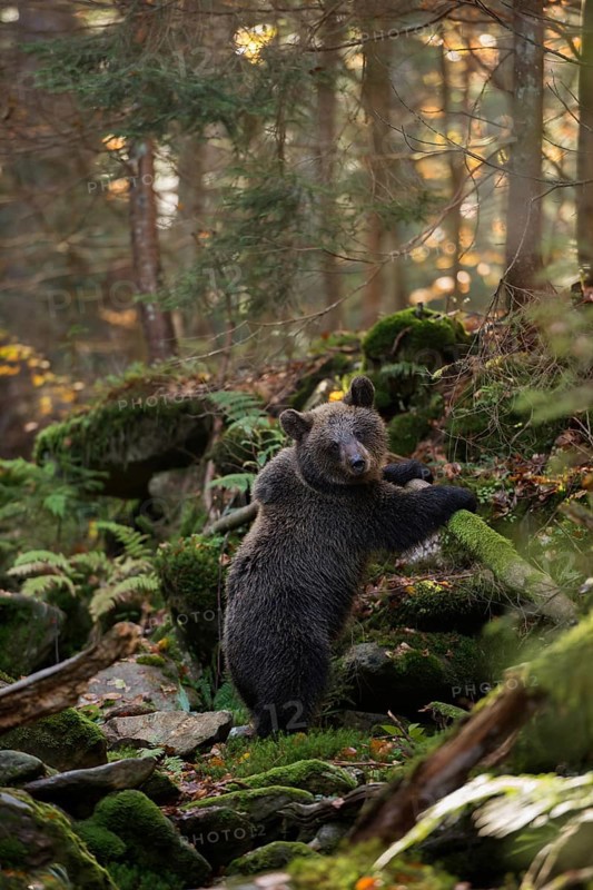In the wilderness of Europe... European brown bear (Ursus arctos), young bear in the natural environment of a remote forest standing upright on its hind paws on a tree trunk lying across, looking around, autumnal colours, native wildlife, nature