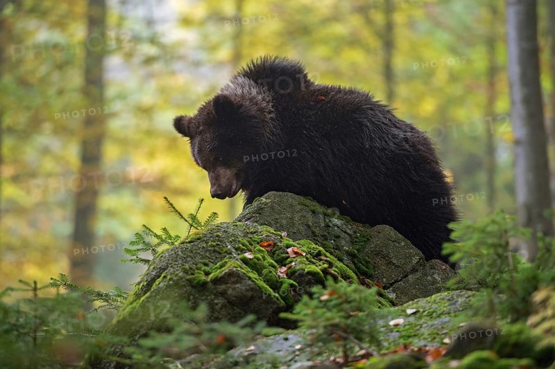 In the middle of the forest... European brown bear (Ursus arctos), young climbing a rock, native wildlife, nature