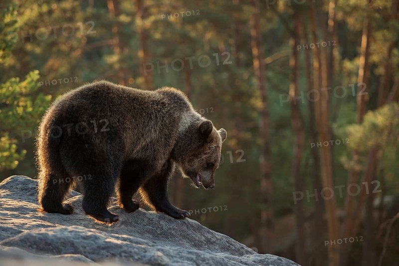 On an exploratory tour... European brown bear (Ursus arctos), still young bear exploring its surroundings in the early morning light, standing at the edge of a ravine on a rocky plateau in the forest, looking down with interest, native wildlife, nature