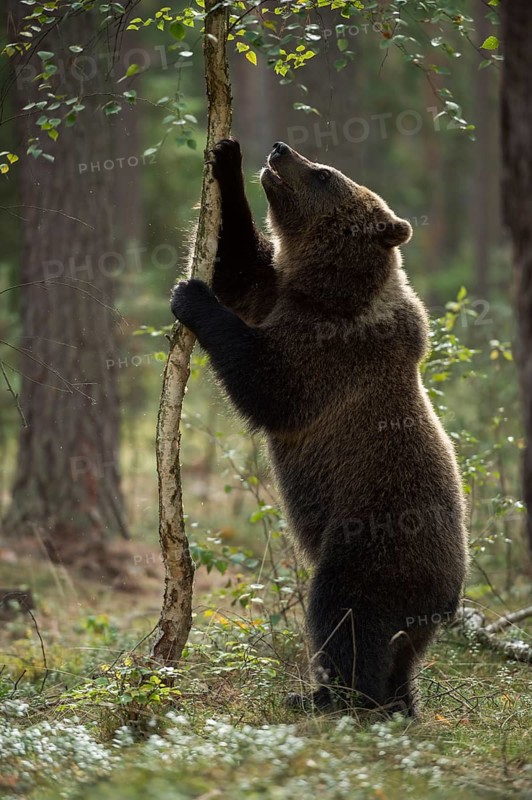 Upright on its hind legs... European brown bear (Ursus arctos), young bear stands upright on its hind paws on a young birch tree, apparently wants to get at something, funny picture, series animal children, native wildlife, nature