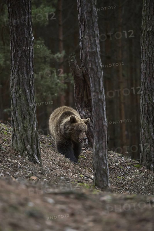 In the mountain forest... European brown bear (Ursus (genus) arctos), young bear roaming through a forest, bears sometimes roam widely, the areas that brown bears roam on their migrations can cover up to 1, 600 km2, native wildlife, nature