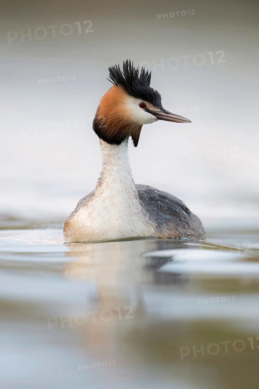 Bright light... Great crested grebe (Podiceps Scalloped ribbonfish) in splendid breeding plumage swimming on a body of water, looking around attentively, frontal shot from a fascinatingly deep, vivid perspective, at natural eye level, native wildlife, nature, wildlife, North Rhine-Westphalia, Germany