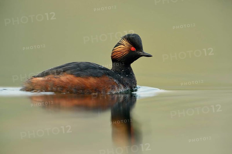 On a calm sea... Black-necked Grebe (Podiceps nigricollis) in breeding plumage, very detailed shot in the best light, beautiful colours, wildlife, native nature, wildlife, Germany