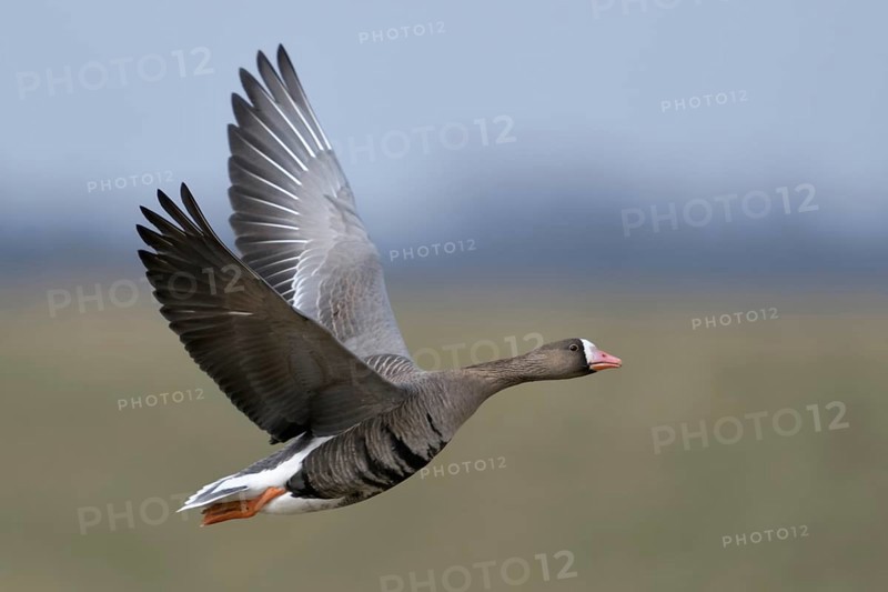 Arctic wild goose... White-fronted Goose (Anser albifrons) in flight on the Lower Rhine, very detailed, clear image in typical surroundings in front of Rhine meadows, Rhine dyke, wildlife, North Rhine-Westphalia, Germany