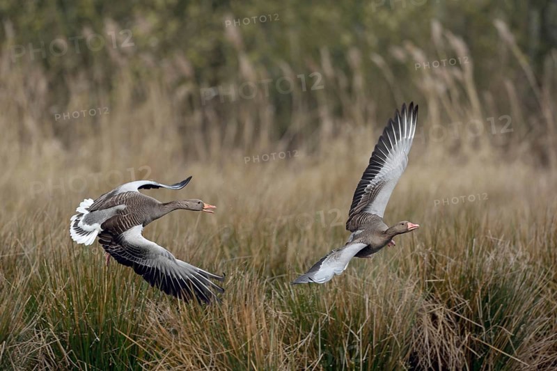 Hash me... Greylag geese (Anser anser), typical territorial behaviour, greylag geese chase intruders out of their territory, wild geese are strictly territorial during the breeding season, otherwise normally sociable, native wildlife, wildlife, North Rhine-Westphalia, Germany