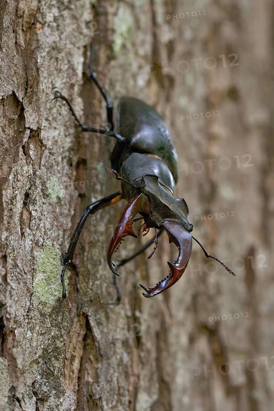 Impressive beetle... Stag beetle (Lucanus cervus), male with large antlers, antler-like enlarged mandibles, mouthparts, is one of the largest and most conspicuous beetles native to Europe, native fauna, nature, wildlife, North Rhine-Westphalia, Germany