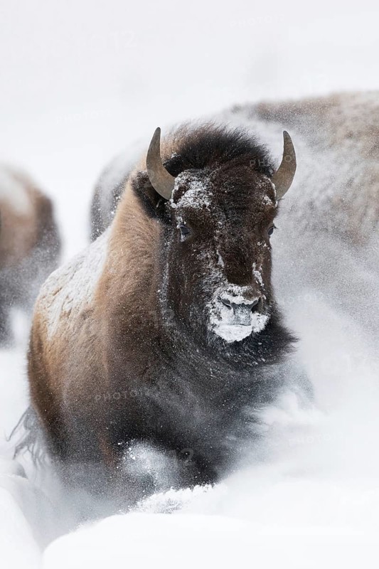 American Bison (Bison bison) in winter, breaking, charging, running vigorously through fresh deep snow, snow drifts, frontal view, Yellowstone NP, Wyoming, USA