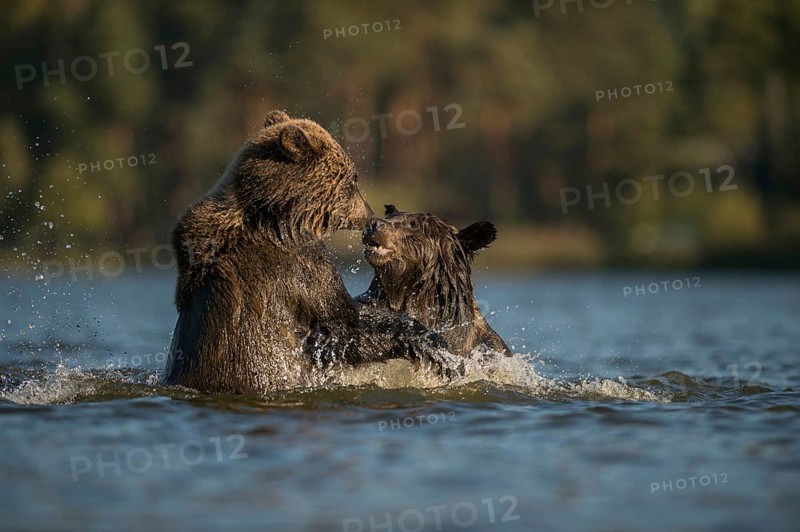 Two European Brown Bears (Ursus arctos) fighting, measuring their strength in the water of a lake, river, playful fight, in which the water splashes, Eurasian Brown Bears (Ursus arctos) playing in water, river, lake, fighting, struggling, in playful fight