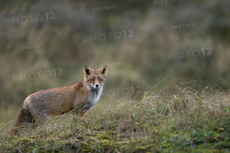 With pricked ears... Red fox (Vulpes vulpes), attentive fox in natural environment in open terrain, observes with pricked ears attentively what is happening in the distance, shows typical cautious behaviour, native wildlife, nature, wildlife, Netherlands