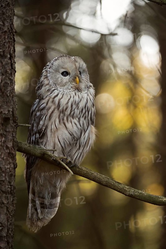 In its natural habitat... Ural owl (Strix uralensis) in the forest, rare Central European owl species threatened with extinction in many places