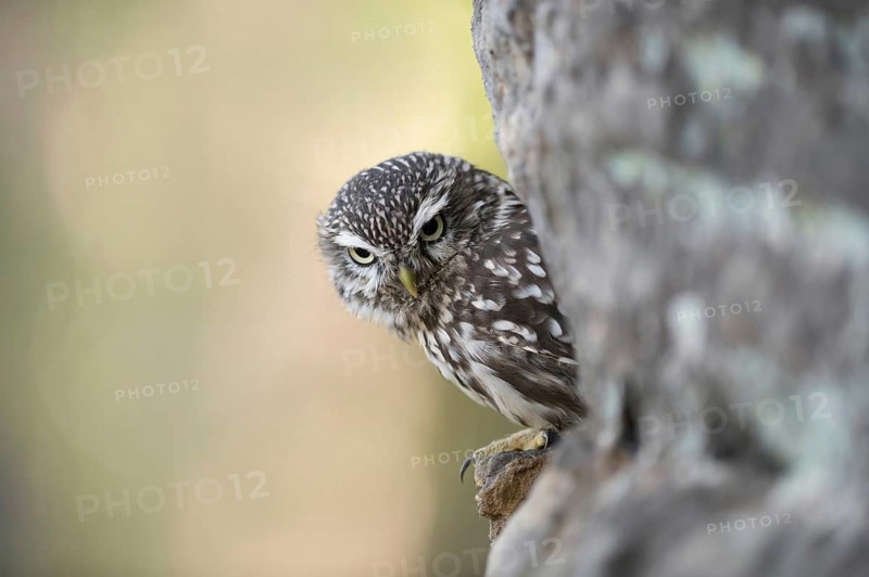Hiding place in the rock... Little owl (Athene noctua) looks out of a stone wall, which the small owl likes to use as a hiding place during the day, where the owl hides during the day, wildlife, native nature, wildlife, Germany