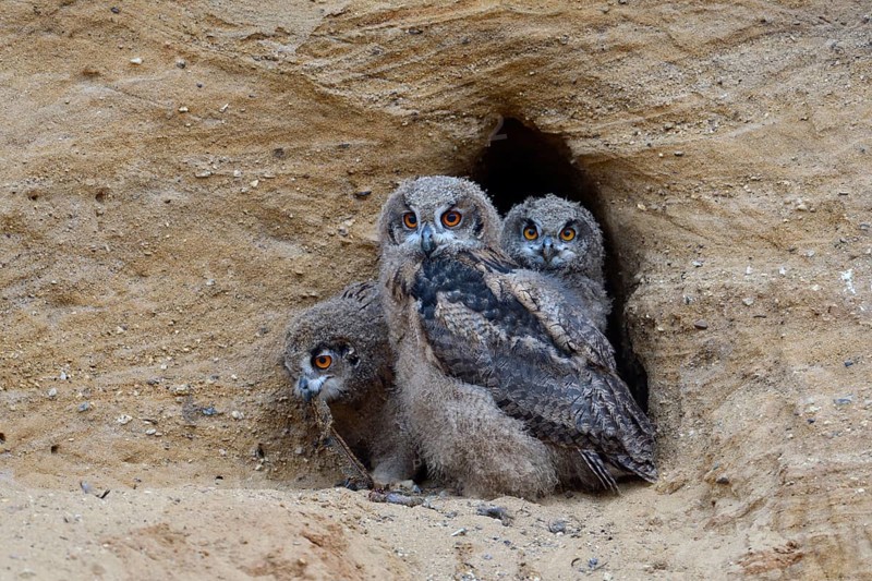 3 siblings... European eagle owl (Bubo bubo), young eagle owls, adolescent owls at the entrance to their nesting den, breeding site in a sand pit, one young bird eating, two looking, funny picture, series animal children, wildlife, native nature, animal world, Germany