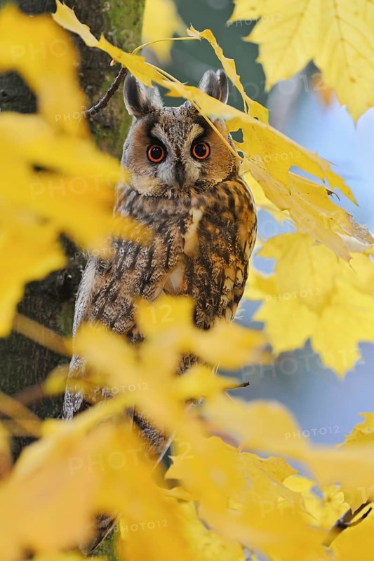 Hidden in autumn leaves... Long-eared owl (Asio otus), owl in its roosting tree, a maple between autumn-coloured golden-yellow leaves, looking directly into the camera, captivating eye contact, wildlife, native nature, animal world, Germany