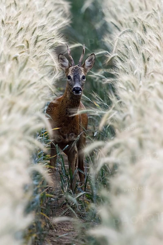 Roe deer (Capreolus capreolus), young buck in the rut of an almost ripe grain field, barley, frontal view, looking attentively into the camera, native wildlife, nature, wildlife, North Rhine-Westphalia, Germany, Europe Roe Deer, buck, hidden in a grain field, standing in high rye, watching attentively, frontal view, full body, Europe