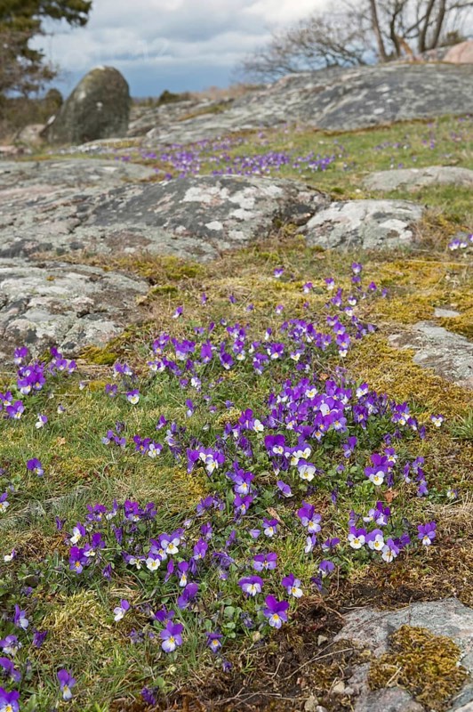 Spring in Sweden... Fragrant violets, (Viola odorata) blooming wildflowers in typical landscape on rocks at the Swedish coast, wildlife