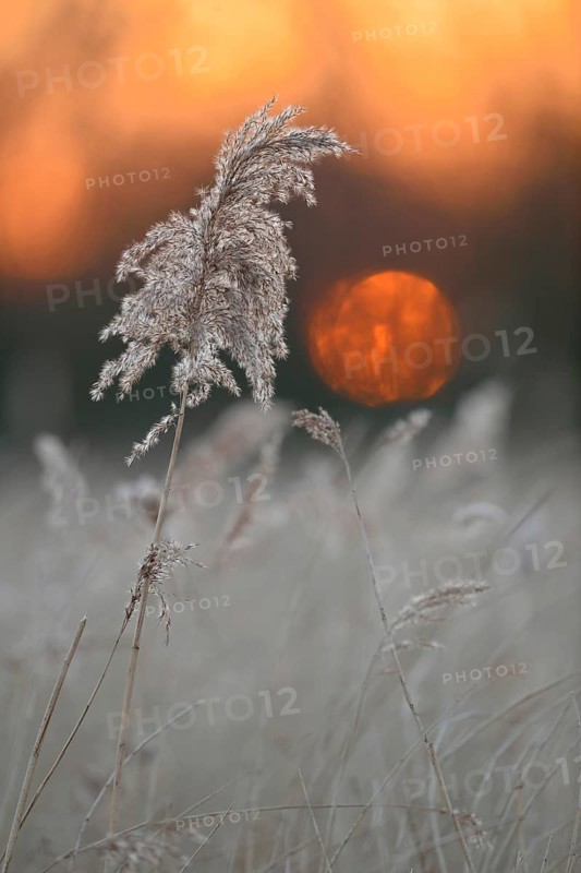 Sunset at the lake, in the wetland, over reed grass, sedge reed (Phragmites australis) at the end of a beautiful day, silence, meditation, warm light, in winter, impression of the Lower Rhine, North Rhine-Westphalia, native nature, flora, Germany