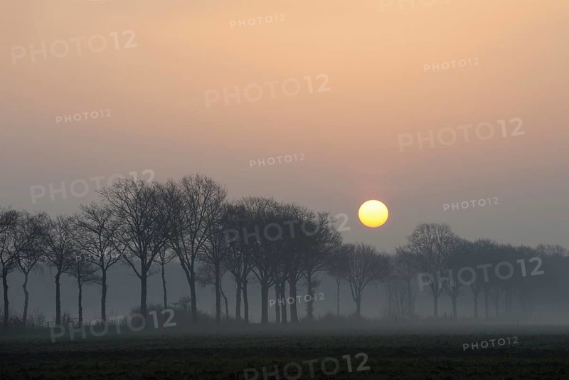 Morning mood... Lower Rhine (North Rhine-Westphalia) early in the morning, sunrise over an avenue of trees, sun displaces early morning fog, beginning of a beautiful day, sun stands as a ball of fire in the sky, local nature, North Rhine-Westphalia, Germany