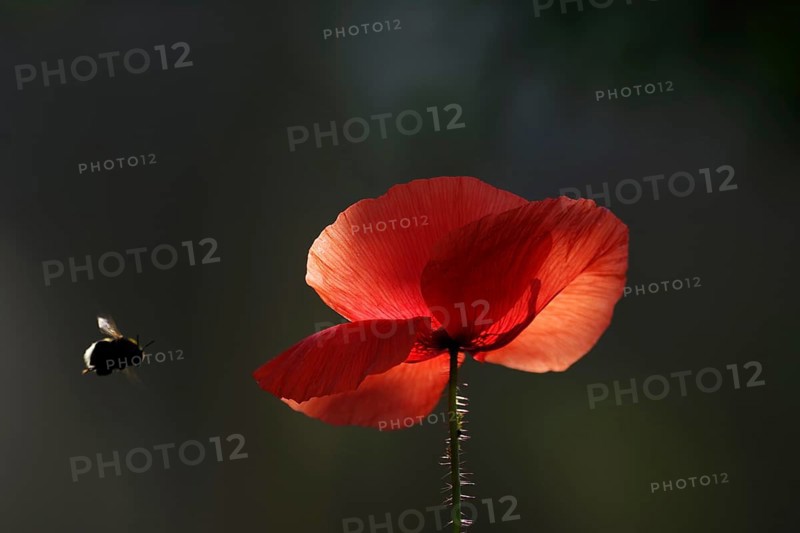Red poppy (Papaver rhoeas), illuminated, bumblebee, A single poppy flower is illuminated by the sunlight. A bumblebee flies towards the red flower