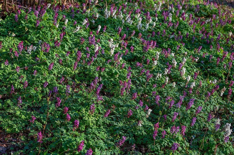 Hollow larkspur (Corydalis cava) in the forest, Bavaria, Germany