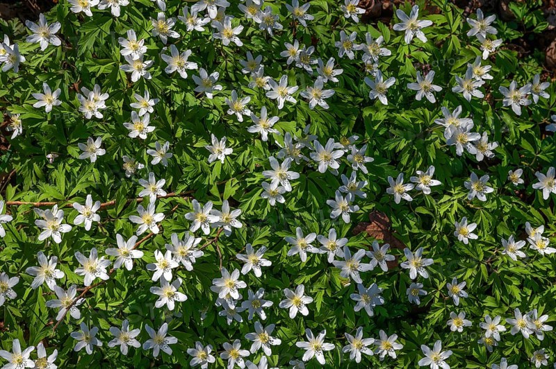 Flowering wood anemone (Anemone nemorosa), Bavaria, Germany