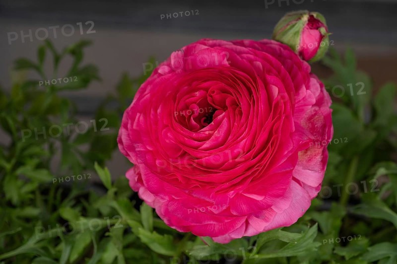 Peony blossom (Paeonia), Bavaria, Germany