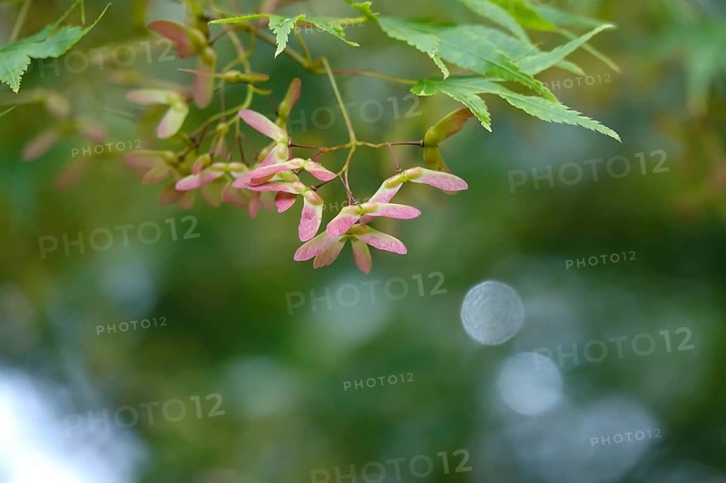 Fan maple at the beginning of June, Germany