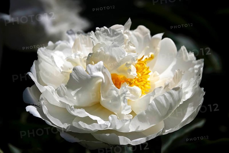 Magnificent peony, Germany