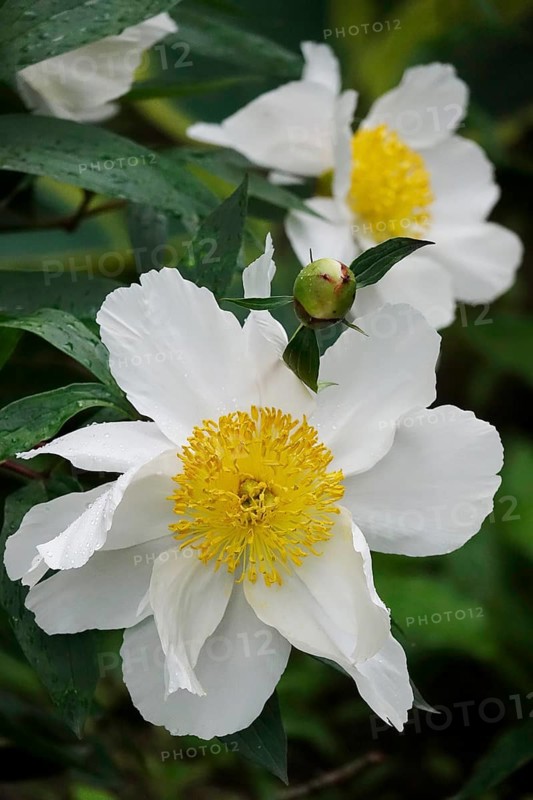 Magnificent peony, Germany