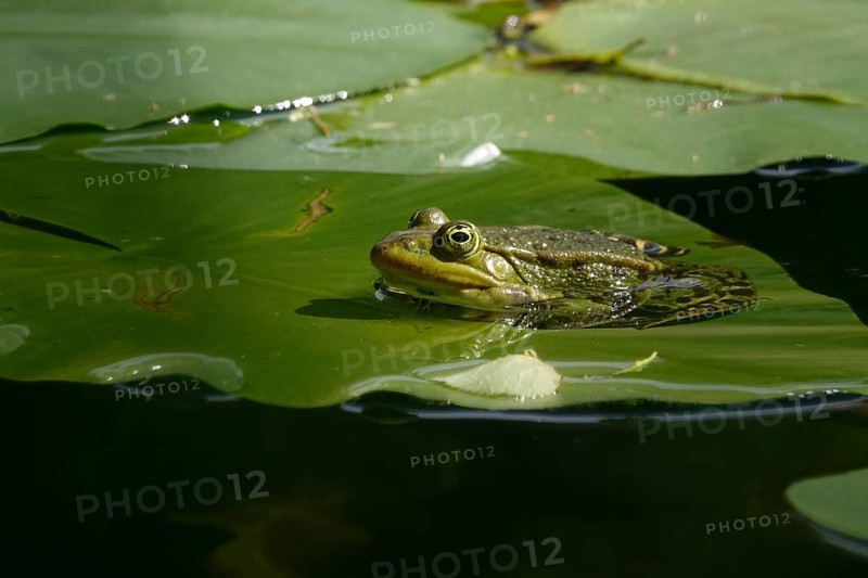 Frog in a water lily pond, June, Germany