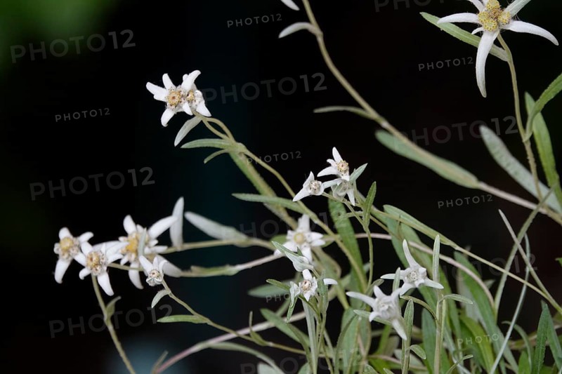 Edelweiss (Leontopodium alpinum), June, Germany