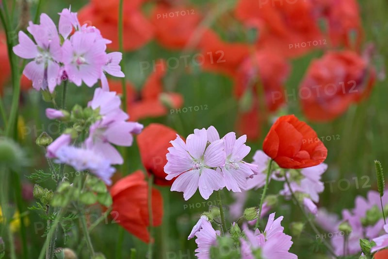 Species-rich colourful flowering meadow with musk mallow (Malva moschata) and poppy (Papaver rhoeas), Lower Rhine, North Rhine-Westphalia, Germany