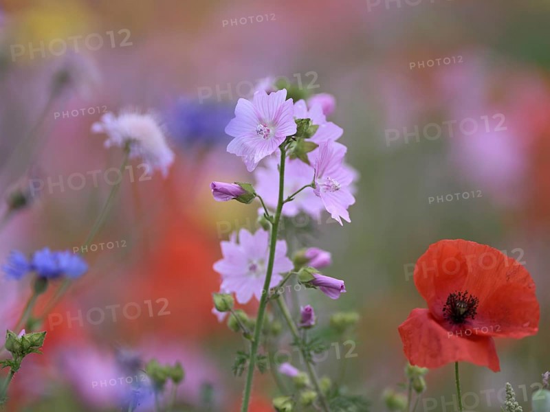 Species-rich, colourful flowering meadow with musk mallow (Malva moschata) and corn poppy (Papaver rhoeas), Lower Rhine, North Rhine-Westphalia, Germany Species-rich, colourful flowering meadow with musk mallow (Malva moschata) and corn poppy (Papaver rhoeas), Lower Rhine, North Rhine-Westphalia, Germany