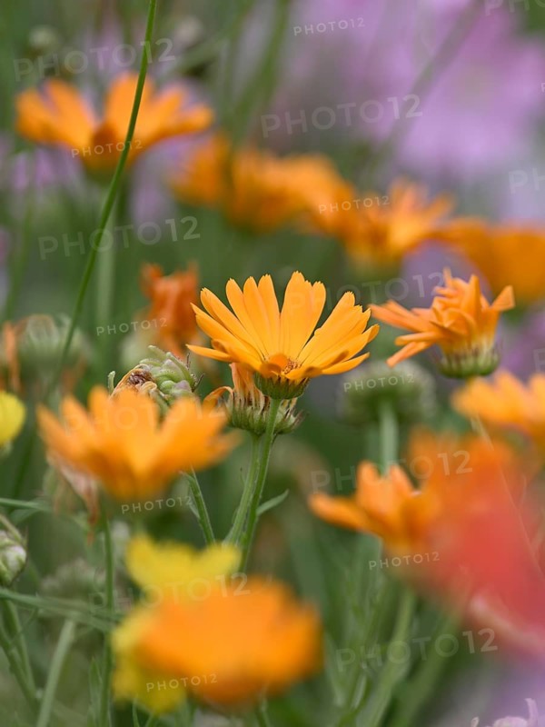 Species-rich, colourful flowering meadow with marigold (Calendula officinalis), Lower Rhine, North Rhine-Westphalia, Germany