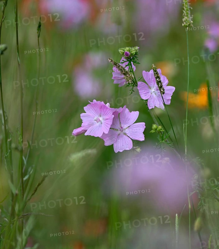 Species-rich, colourful flowering meadow with musk mallow (Malva moschata), Lower Rhine, North Rhine-Westphalia, Germany