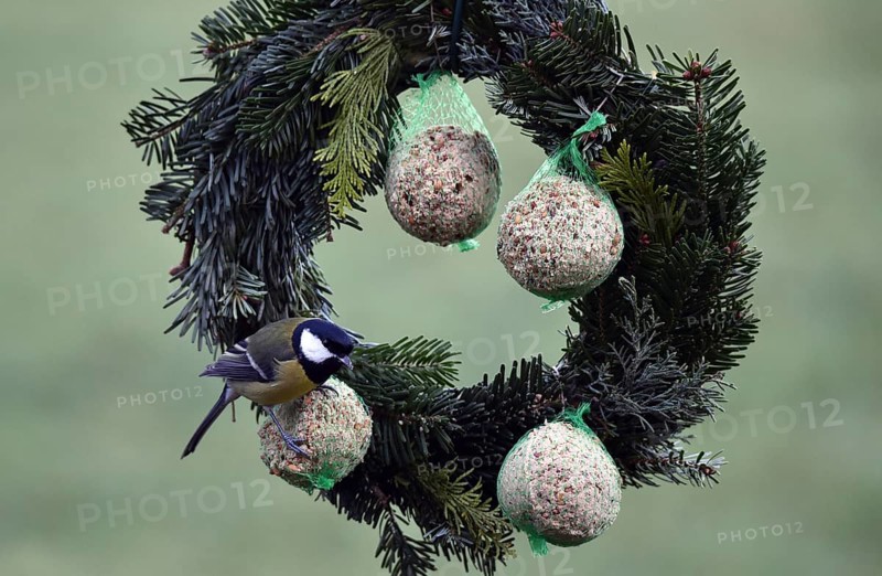 Great tits (Parus major) eating tit dumplings at the feeder, Schleswig-Holstein, Germany