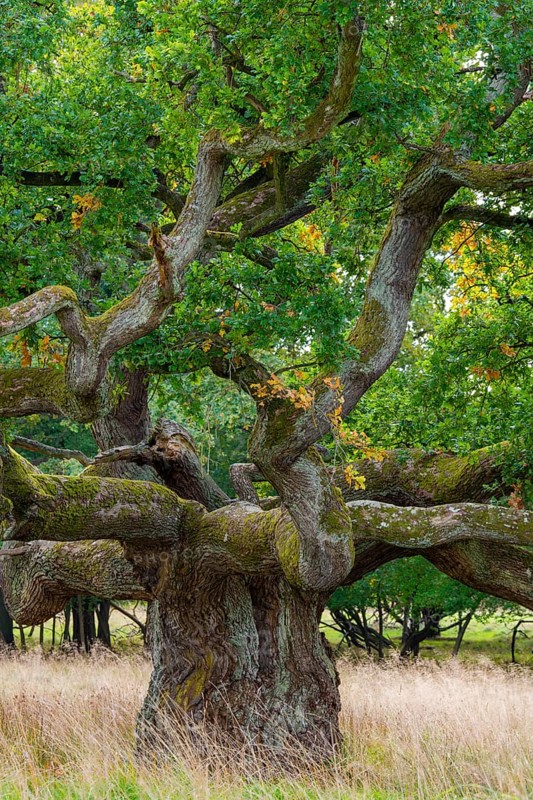 Old oak (Quercus), tree, Klamptenborg, Copenhagen, Denmark