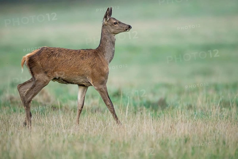 Red deer (Cervus elaphus), calf, Klamptenborg, Copenhagen, Denmark