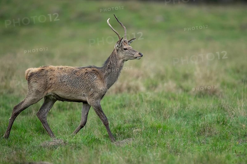 Red deer (Cervus elaphus) in rut, spar, Klamptenborg, Copenhagen, Denmark